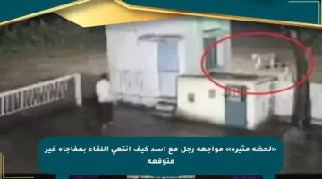 «لحظة مثيرة» مواجهة رجل مع أسد كيف انتهى اللقاء بمفاجأة غير متوقعة